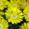 Golden Wonder Ice Plant - Perennial - Delosperma - Live Plant - Quart Pot -HIRTS Sales apizk8q7o 27407.1592324712