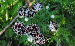 Velvet N Lace Dianthus Perennial - Live Plant - Quart Pot 5 Velvet N Lace Dianthus Perennial - Live Plant - Quart Pot -HIRTS Sales apizlb28u 96699.1644927766