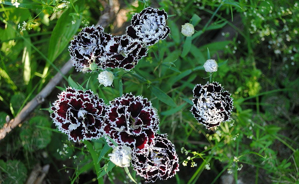 Velvet N Lace Dianthus Perennial - Live Plant - Quart Pot 4 Velvet N Lace Dianthus Perennial - Live Plant - Quart Pot - Image 2