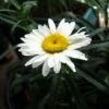 Alaska Shasta Daisy - Leucanthemum - Huge Flowers - Quart Pot -HIRTS Sales apizm0wb5 91772.1592325249