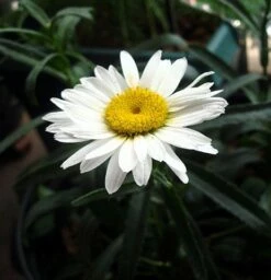 Alaska Shasta Daisy - Leucanthemum - Huge Flowers - Quart Pot