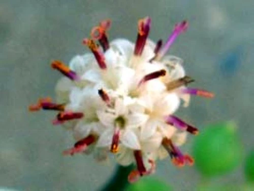 Football Plant - Senecio Radicans - 6" Hanging Basket - Succulent 6 Football Plant - Senecio Radicans - 6" Hanging Basket - Succulent - Image 4