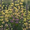 Decadence® Pink Lemonade Baptisia - False Indigo - Proven Winners - Gallon Pot -HIRTS Sales apiznd8lv 77455.1592332061