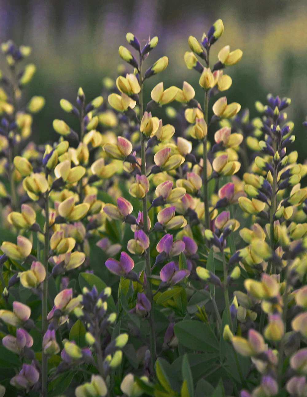 Decadence® Pink Lemonade Baptisia - False Indigo - Proven Winners - Gallon Pot 3 Decadence® Pink Lemonade Baptisia - False Indigo - Proven Winners - Gallon Pot