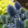 Blue Hobbit Sea Holly Perennial - Eryngium - Live Plant - Quart Pot -HIRTS Sales apizolqeg 90825.1592325724