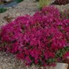 Scarlet Flame Creeping Phlox Perennial - Quart Pot 1 Scarlet Flame Creeping Phlox Perennial - Quart Pot -HIRTS Sales apizq5eoo 45995.1609426373