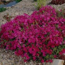 Scarlet Flame Creeping Phlox Perennial - Quart Pot