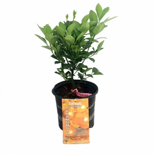 Miniature Orange Tree - Calamondin -8" Pot-NO SHIPPING TO TX, FL, AZ, CA, LA, HI -HIRTS Sales apizraoie 34456.1592325042