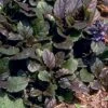 Bronze Beauty Ajuga 48 Plants - Carpet Bugle - Very Hardy -1 3/4" Pots -HIRTS Sales apizygad7 00895.1592323096