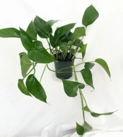 Jade Devil's Ivy - Pothos - Epipremnum - 6" Pot -HIRTS Sales apizypn2l 97701.1592325470