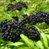 Ranch Elderberry Perennial Shrub - Sambucus - 3.25" Pot 2 Ranch Elderberry Perennial Shrub - Sambucus - 3.25" Pot -HIRTS Sales apizzlexf 86332.1592325246