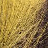 Arctic Fire® Yellow - Cornus Sericea - Redtwig Dogwood - Proven Winners - 4" Pot 2 Arctic Fire® Yellow - Cornus Sericea - Redtwig Dogwood - Proven Winners - 4" Pot -HIRTS Sales arctic fire yellow dogwood cornus 2 1080 1080 60 55643.1615344719