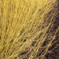 Arctic Fire® Yellow - Cornus Sericea - Redtwig Dogwood - Proven Winners - 4" Pot