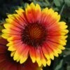 Arizona Sun Blanket Flower Perennial - Gaillardia - Hardy - Quart Pot -HIRTS Sales arizonasungaillardia 89894.1669063823