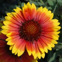 Arizona Sun Blanket Flower Perennial - Gaillardia - Hardy - Quart Pot