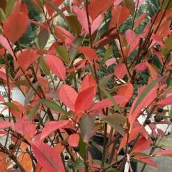 Low Scape Snowfire™ Chokeberry - 4" Pot - Aronia - Proven Winners -HIRTS Sales aronia low scape snowfire 1 1080 1080 60 80866.1662580196