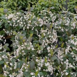 Low Scape Snowfire™ Chokeberry - 4" Pot - Aronia - Proven Winners