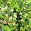 GROUND HUG® Aronia - Proven Winner - 4" Pot -HIRTS Sales aronia ground hog 1 1080 1080 60 71363.1615344737