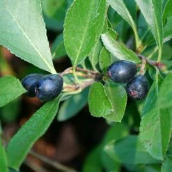 GROUND HUG® Aronia - Proven Winner - 4" Pot -HIRTS Sales aronia ground hog 3 1080 1080 60 73974.1615344737