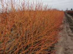 Arctic Sun® Cornus Sanguinea - Cato - Red Twig Dogwood- 4" Pot - Proven Winners 7 Arctic Sun® Cornus Sanguinea - Cato - Red Twig Dogwood- 4" Pot - Proven Winners -HIRTS Sales artic20sun2 04583.1615344577