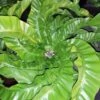 Hurricane Bird's Nest Fern - Asplenium Antiquum - 6" Pot 2 Hurricane Bird's Nest Fern - Asplenium Antiquum - 6" Pot -HIRTS Sales aspleniumhurricane 12158.1654795573