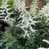 Cappuccino Astilbe - Shade Perennial - Live Plant - Gallon Pot -HIRTS Sales astcappucinog 54562.1686411742