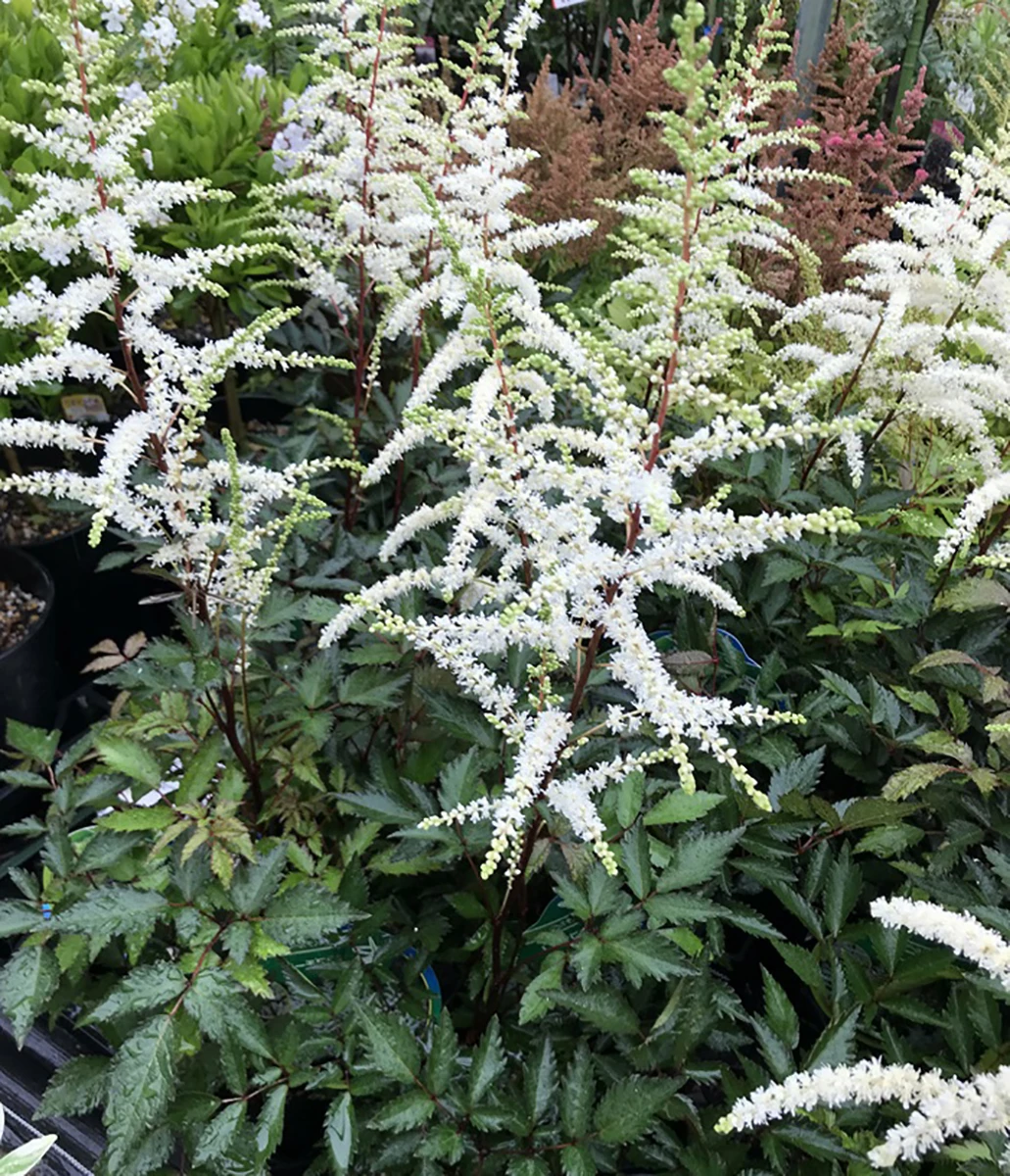 Cappuccino Astilbe - Shade Perennial - Live Plant - Gallon Pot 3 Cappuccino Astilbe - Shade Perennial - Live Plant - Gallon Pot