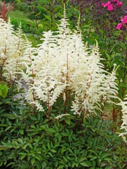 Cappuccino Astilbe - Shade Perennial - Live Plant - Gallon Pot 5 Cappuccino Astilbe - Shade Perennial - Live Plant - Gallon Pot -HIRTS Sales astilbcappu 32819.1686411743