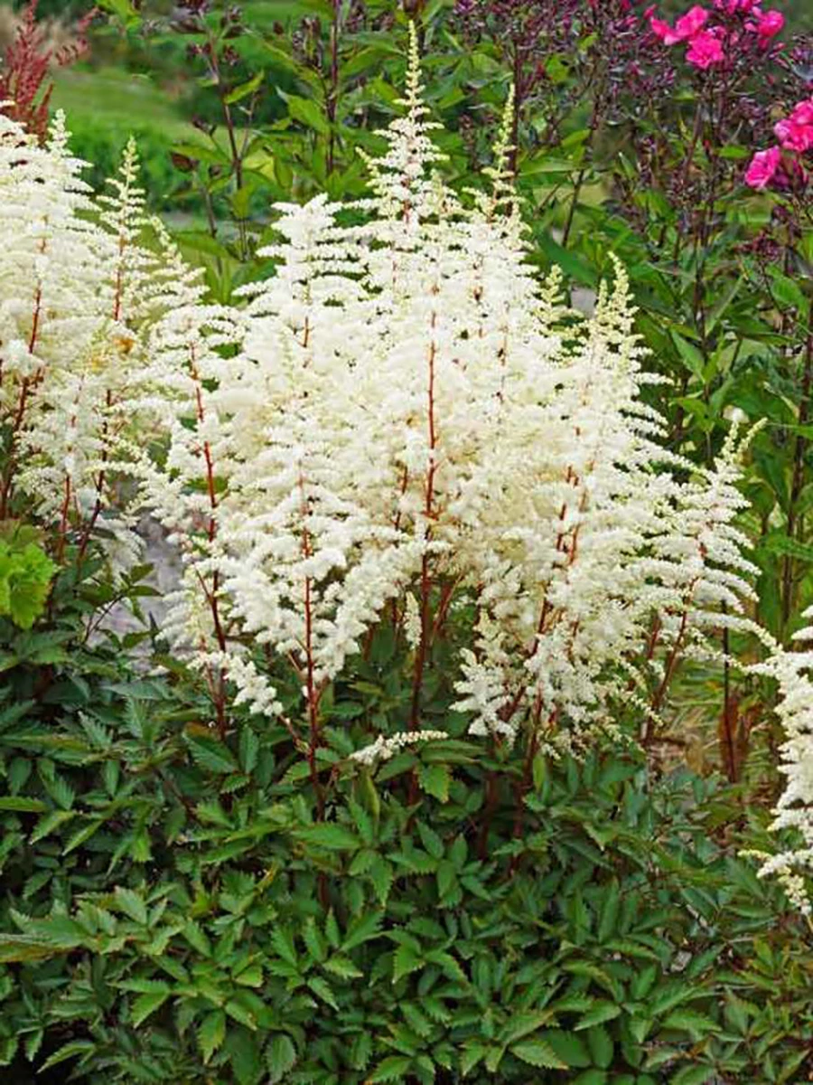 Cappuccino Astilbe - Shade Perennial - Live Plant - Gallon Pot 4 Cappuccino Astilbe - Shade Perennial - Live Plant - Gallon Pot - Image 2