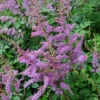 Amethyst Astilbe - Live Plant - Quart Pot -HIRTS Sales astilbeame 97614.1645122693