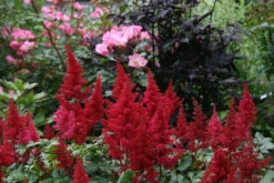 Fanal Astilbe - Dark Red Plumes - Live Plant - Quart Pot 5 Fanal Astilbe - Dark Red Plumes - Live Plant - Quart Pot -HIRTS Sales astilbefanal 59448.1618314576