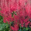 Hot Pearls® Astilbe - Shade Perennial - Live Plant - Gallon Pot 2 Hot Pearls® Astilbe - Shade Perennial - Live Plant - Gallon Pot -HIRTS Sales astilbehpearl 63164.1691251210