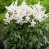 Rock And Roll Astilbe - White Blooms - Shade Perennial -Live Plant - Gallon Pot