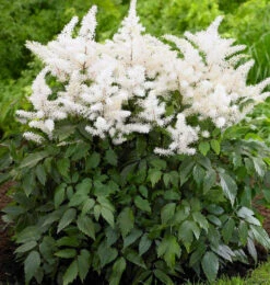 Rock And Roll Astilbe - White Blooms - Shade Perennial -Live Plant - Gallon Pot