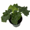 Super Dwarf Atom Philodendron - Easy House Plant - 4" Pot 2 Super Dwarf Atom Philodendron - Easy House Plant - 4" Pot -HIRTS Sales atomphilo4new 52912.1668802815