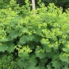 Auslese Lady's Mantle Perennial - Alchemilla - Live Plant - Quart Pot -HIRTS Sales auslesealch 89687.1684193661