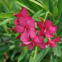 AUSTIN PRETTY LIMITS® - Nerium Oleander - Proven Winners - 4" Pot -HIRTS Sales austin pretty limits oleander nerium 6 1080 1080 60 68391.1615344721