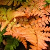 Brilliance Autumn Fern - Dryopteris Erythrosora - Quart Pot -HIRTS Sales autbrillferned 66766.1661450161