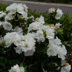 Perfecto Mundo® Double White Azalea - Reblooming - Proven Winners - 4" Pot -HIRTS Sales azalea perfecto mundo double white 1 1080 1080 60 44084.1654621678