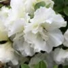 Perfecto Mundo® Double White Azalea - Reblooming - Proven Winners - 4" Pot -HIRTS Sales azalea perfecto mundo double white 2 1080 1080 60 04736.1654621677