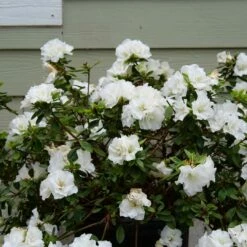 Perfecto Mundo® Double White Azalea - Reblooming - Proven Winners - 4" Pot -HIRTS Sales azalea perfecto mundo double white 3 1080 1080 60 53525.1654621678