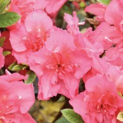 PERFECTO MUNDO EPIC CORAL® Reblooming Azalea - Proven Winners-4" Pot