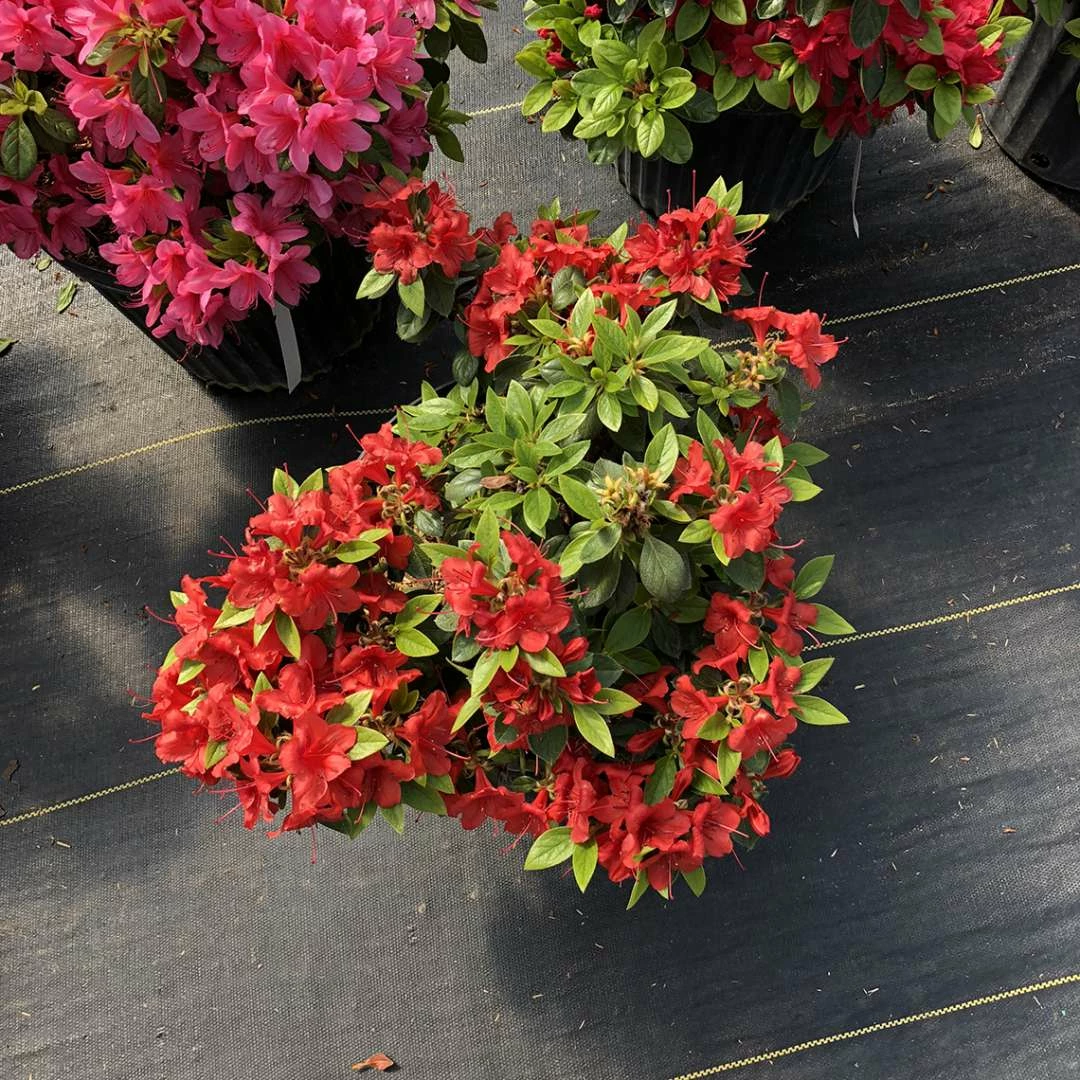 Perfecto Mundo® Orange Azalea - Reblooming - Proven Winners - 4" Pot 4 Perfecto Mundo® Orange Azalea - Reblooming - Proven Winners - 4" Pot - Image 2