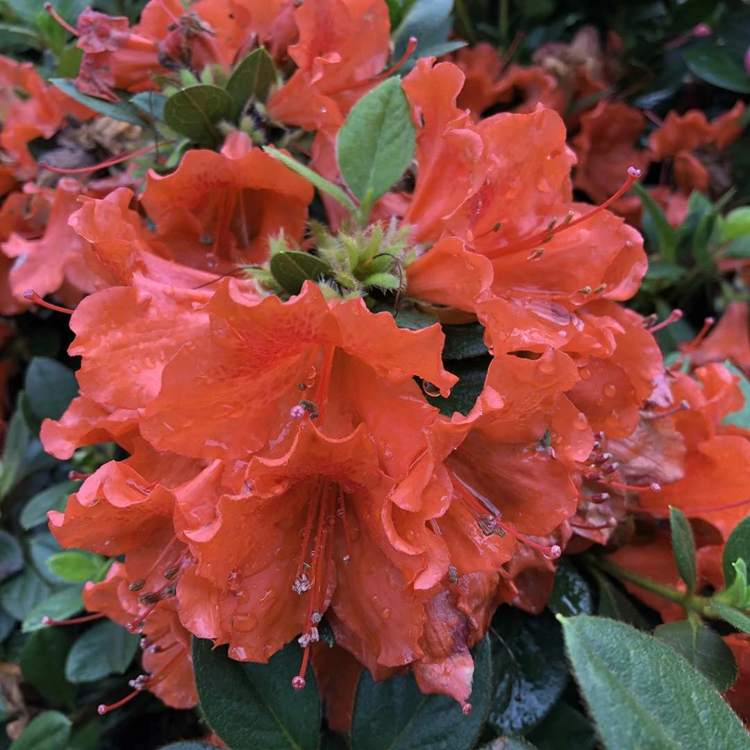 Perfecto Mundo® Orange Azalea - Reblooming - Proven Winners - 4" Pot 5 Perfecto Mundo® Orange Azalea - Reblooming - Proven Winners - 4" Pot - Image 3