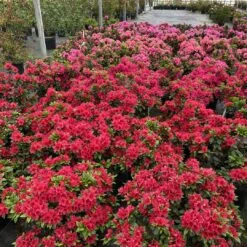 Perfecto Mundo® Red - Azalea- Reblooming - Proven Winners - 4" Pot -HIRTS Sales azalea perfecto mundo red 1 1080 1080 60 32477.1658347080