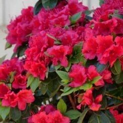 Perfecto Mundo® Red - Azalea- Reblooming - Proven Winners - 4" Pot -HIRTS Sales azalea perfecto mundo red 2 1080 1080 60 76512.1658347079