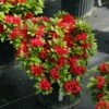 Perfecto Mundo® Red - Azalea- Reblooming - Proven Winners - 4" Pot -HIRTS Sales azalea perfecto mundo red 4 1080 1080 60 31944.1658347079