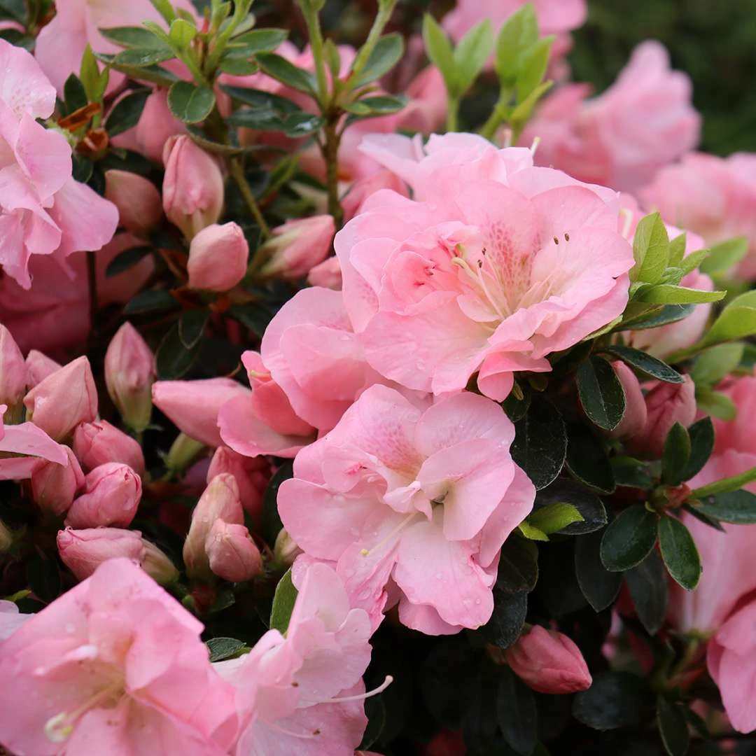 Perfecto Mundo Pink Carpet™ Reblooming Azalea - Rhododendron - 4" Pot 3 Perfecto Mundo Pink Carpet™ Reblooming Azalea - Rhododendron - 4" Pot