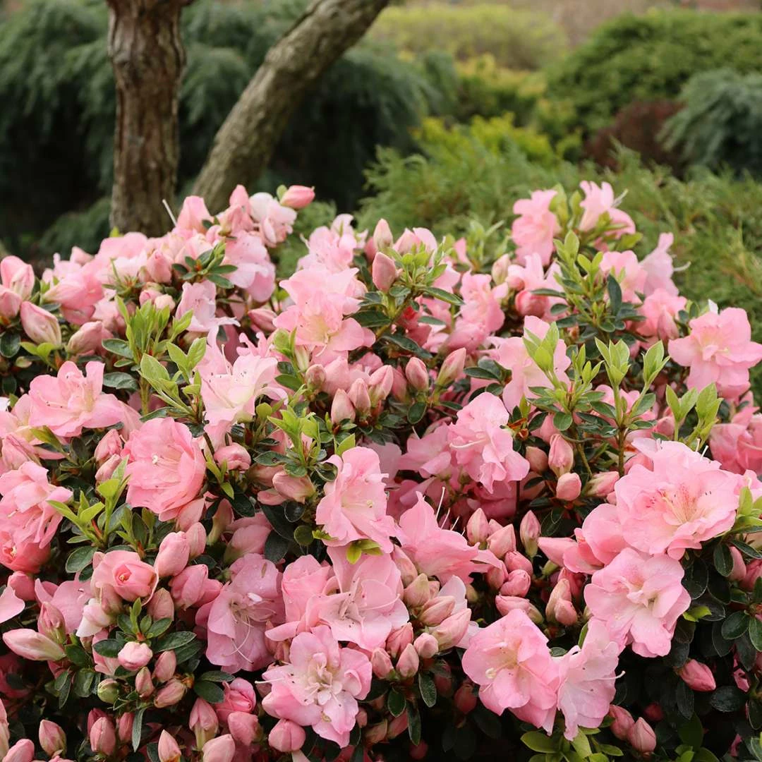 Perfecto Mundo Pink Carpet™ Reblooming Azalea - Rhododendron - 4" Pot 4 Perfecto Mundo Pink Carpet™ Reblooming Azalea - Rhododendron - 4" Pot - Image 2