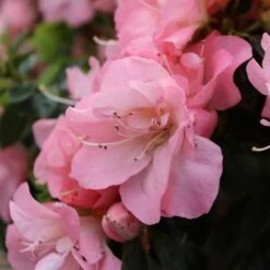 Perfecto Mundo Pink Carpet™ Reblooming Azalea - Rhododendron - 4" Pot 7 Perfecto Mundo Pink Carpet™ Reblooming Azalea - Rhododendron - 4" Pot -HIRTS Sales azalea perfecto pink carpet 5 1080 1080 60 93148.1675746560